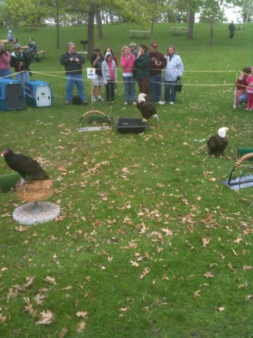 bald eagle