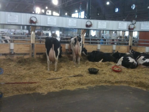 cows state fair